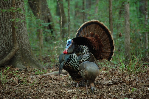 Osceola Gobler Strutting.jpg